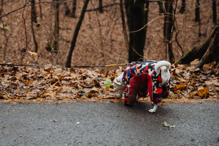 Small furry explorer, Miniature white dog investigates roadside greenery beneath subtle lighting conditions, Little white puppy with vibrant jacket surveys leaves beside wet sidewalkの写真素材