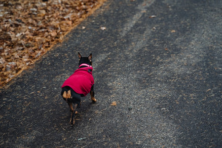 Quiet neighborhood scene with solitary dog, Urban sidewalk setting featuring lone dog, Serene street scene showing solitary dogの写真素材