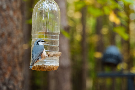 A cheerful nuthatch perched on a unique bird feeder in a peaceful forest, surrounded by lush greenery and warm golden light, enhancing the tranquil atmosphere of the sceneの写真素材