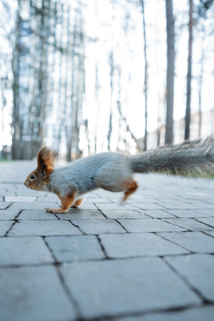 squirrel dashing across paved path with blurred motion and outstretched tail, energetic urban forest backdrop,の写真素材