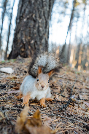 squirrel poised with acorn and leaves in frontal close-up, expressive eyes and bushy tail halo, texturedの写真素材