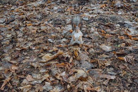 squirrel standing alert among leaves, upright posture scanning surroundings, intense eye contact, dry leafの写真素材