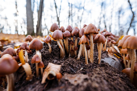 mushrooms encircle logs, fallen wood hosts diverse fungi, fungal rings grow around decaying woodenの写真素材