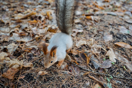 squirrel inspecting leaf strewn ground with focused nibbling and delicate whiskers, earthy tones and...