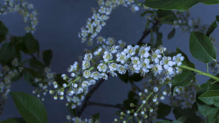 Landscapes with flowers on a black backgroundの写真素材