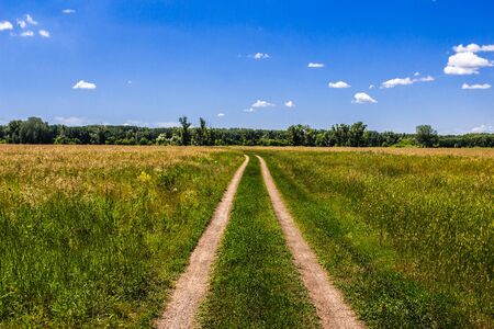 Dirt road through a summer green fieldの写真素材