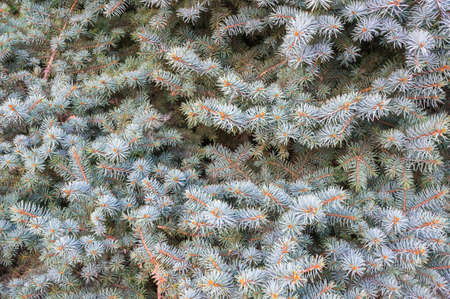 Blue spruce branchesの写真素材