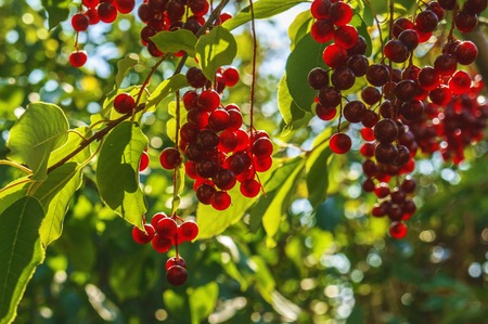 Red berries on a branch of a fruit tree