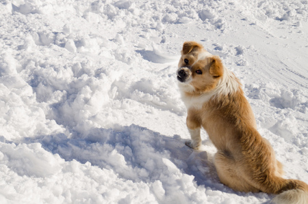 Winter adventures. Dog Carpathians. Ukraine.の写真素材