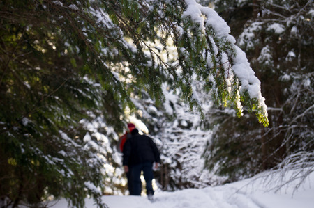 Winter adventures. Hike in the forest. Carpathians. Ukraine.の写真素材