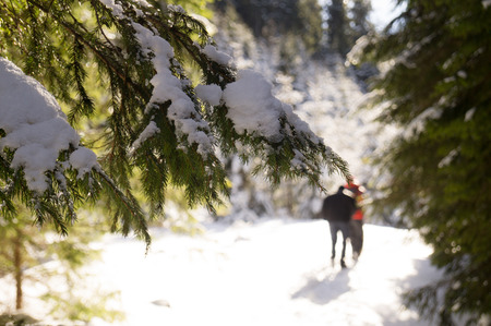 Winter adventures. Hike in the forest. Carpathians. Ukraine.の写真素材