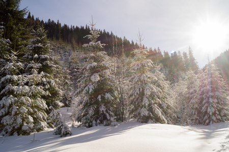Winter adventures. Snowy forest. Carpathians. Ukraine.の写真素材