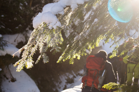 Winter adventures. Hike in the forest. Carpathians. Ukraine.の写真素材