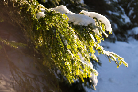 Winter adventures. Snowy forest. Carpathians. Ukraine.の写真素材