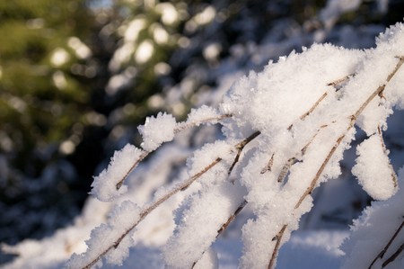 Winter adventures. Snowy forest. Carpathians. Ukraine.の写真素材