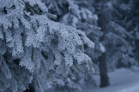 Winter adventures. Snowy forest. Carpathians. Ukraine.の写真素材