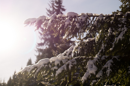 Winter adventures. Snowy forest. Carpathians. Ukraine.の写真素材