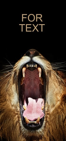 open wide lioness mouth の写真素材