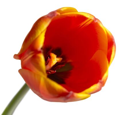 Tulip bud close-up. Isolated on white background. の写真素材
