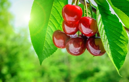 Red and sweet cherries on a branch just before harvest in early summer の写真素材