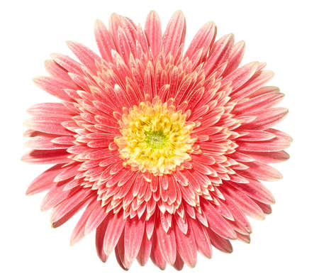 Pink gerbera flower. Isolated on white background の写真素材