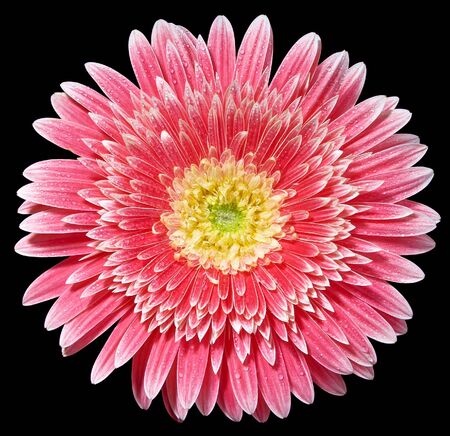 Gerber Daisy isolated on blackの写真素材