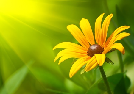 Yellow Coreopsisの写真素材