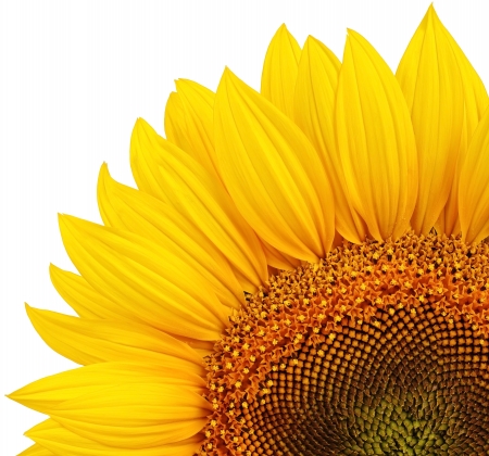 Isolated yellow sunflowerの写真素材