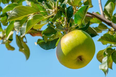 apple on treeの写真素材