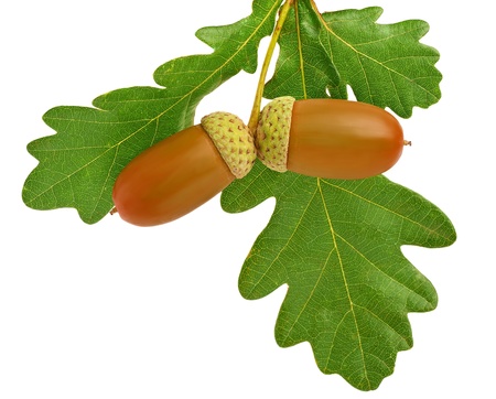acorns with oak leafs isolated on white の写真素材