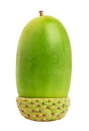 Macro of young acorn isolated on whiteの写真素材