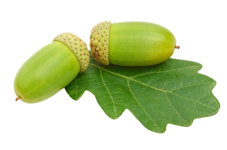 acorns with oak leafs isolated on whiteの写真素材