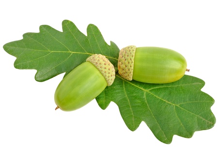 acorns with oak leafs isolated on whiteの写真素材