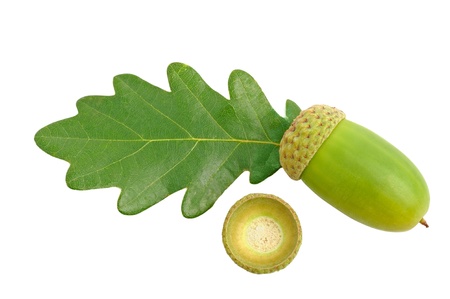 acorns with oak leafs isolated on whiteの写真素材