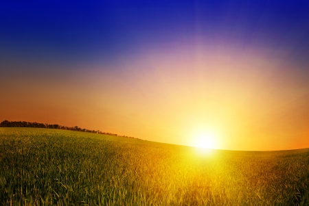field of grass and sunsetの写真素材