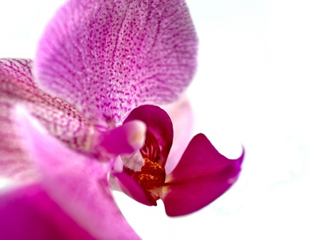 Pink streaked orchid flower, isolated の写真素材
