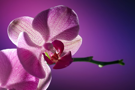 Pink streaked orchid on a pink background の写真素材