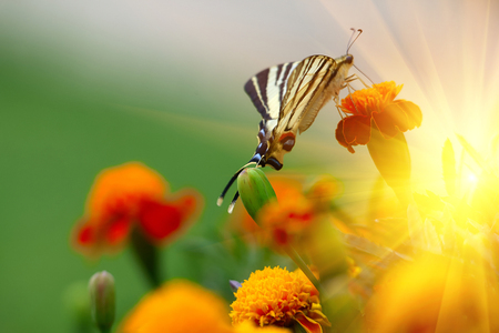 Beautiful Tagetes erecta flower field and butterflyの写真素材
