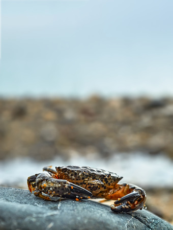 Marine crab, stone beachの写真素材