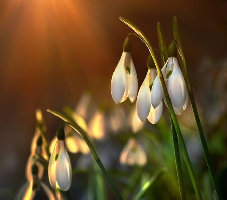 snowdropの写真素材