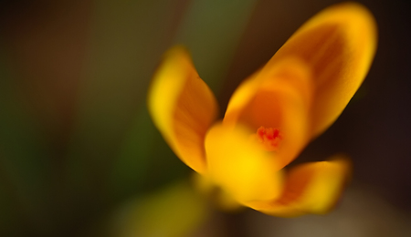 One of the very first flowers to herald in spring, yellow crocusの写真素材