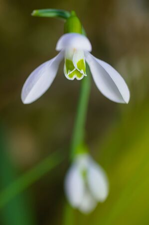 Fresh snowdrop on green background. Natural compositionの写真素材