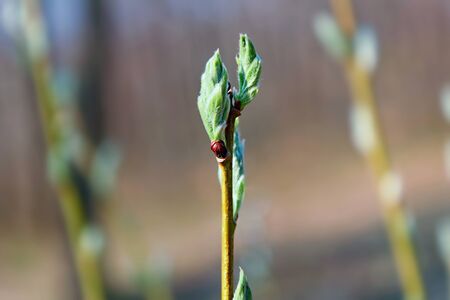 Young tender branch of a new tree with a budの写真素材