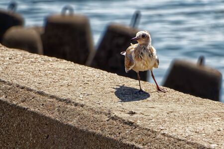 A small mottled Seagull stands against the seaの写真素材