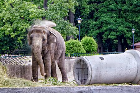 A big elephant is standing on his feet and watering water on his head. An animal at the zoo. Summer's dayの写真素材