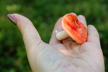 Young mushroom Russula lies on the palm of your handの写真素材