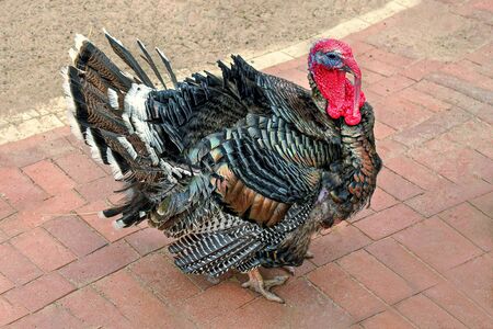 Beautiful homemade turkey with a red scallop on its head.
