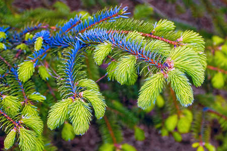 Close-up of a green and blue spruce branchの写真素材
