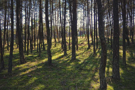 Dancing pines at the edge of a dense forestの写真素材