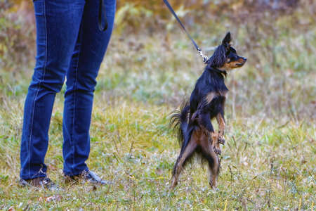 Curious little dog standing on his hind legsの写真素材